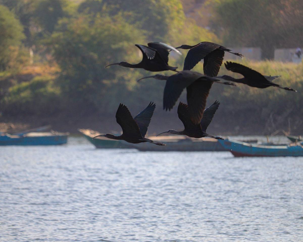 מגלן חום - ML646979851
