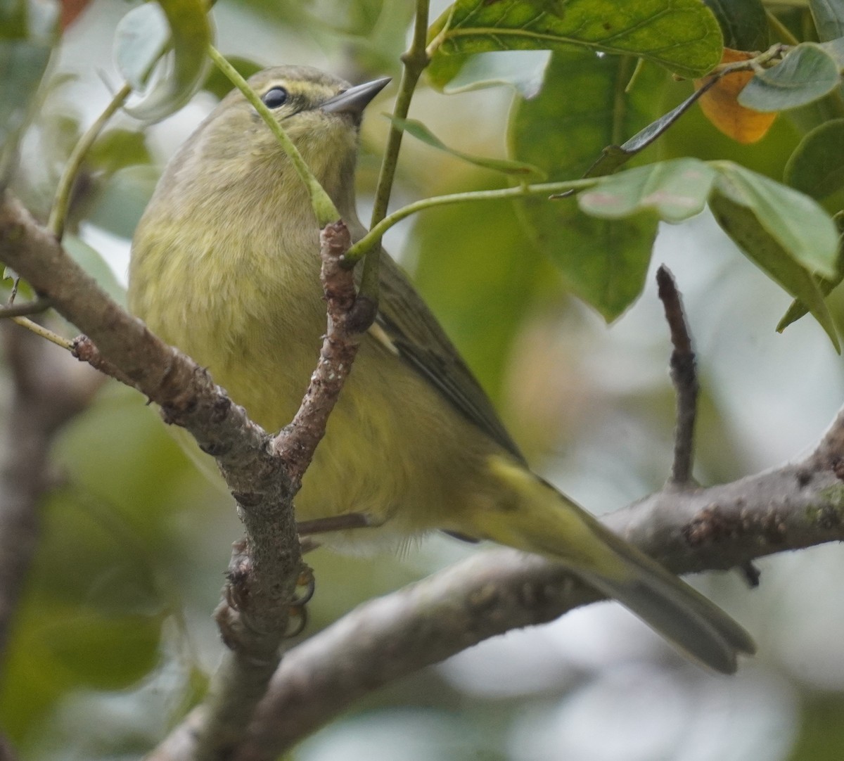 Reinita Coroninaranja - ML646979853