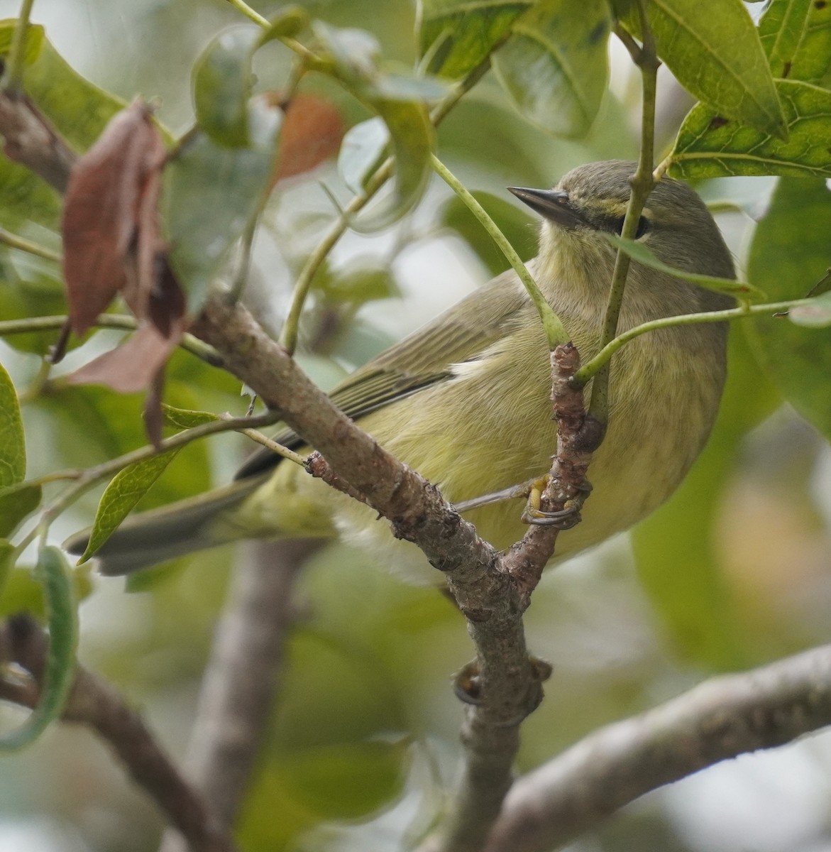 Reinita Coroninaranja - ML646979854