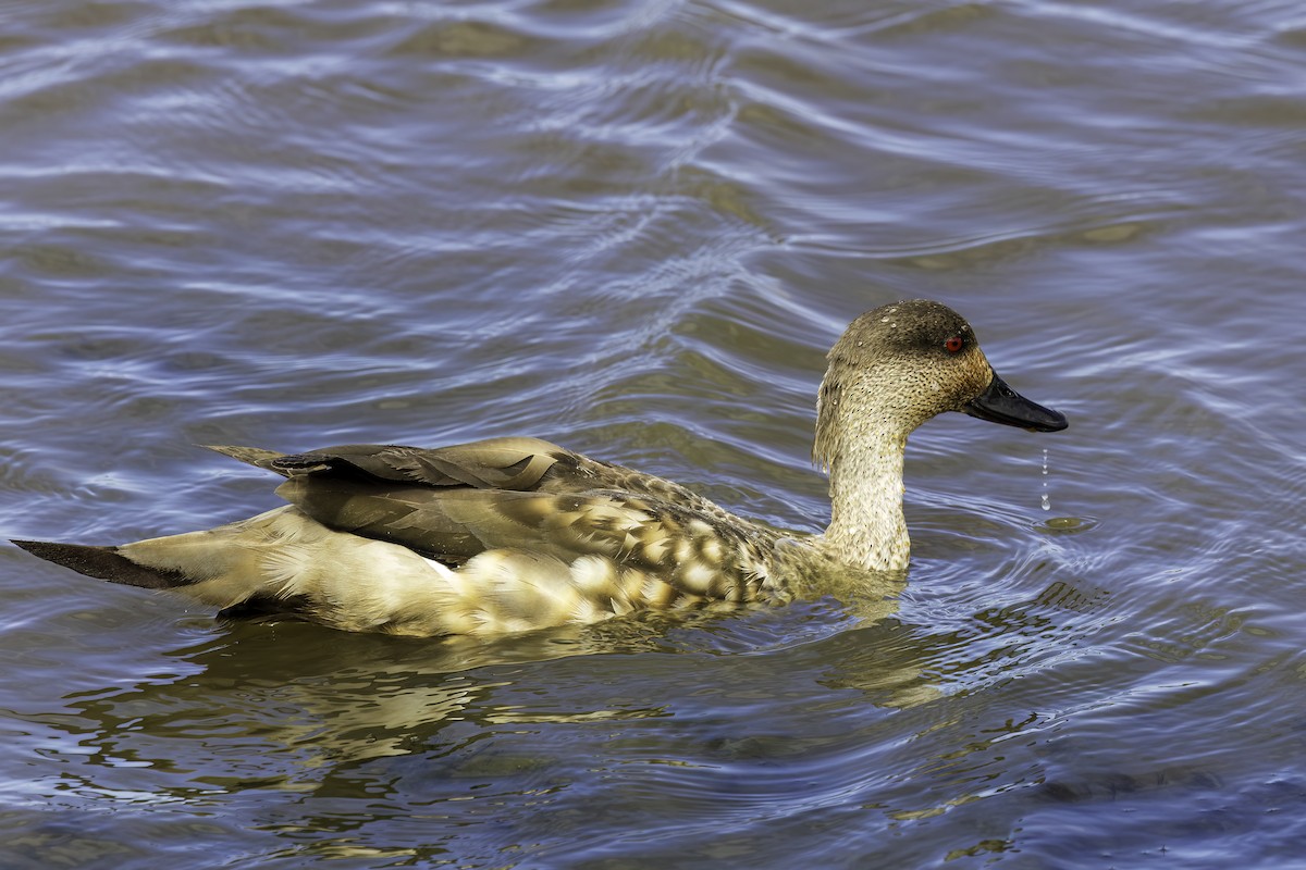 Ahate mottoduna - ML646979856