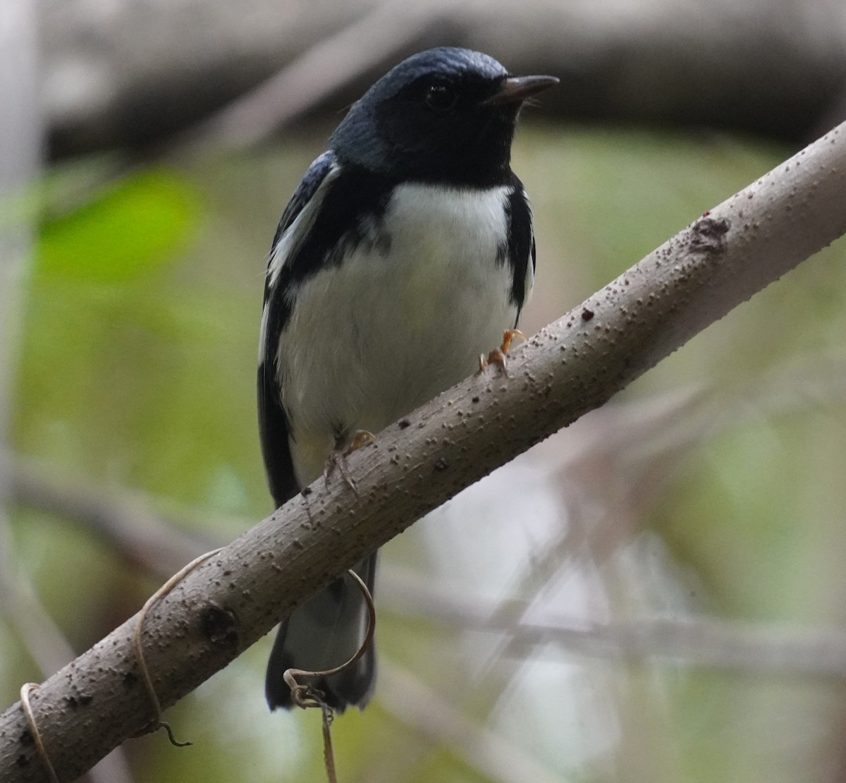 Reinita Azulada - ML646979857