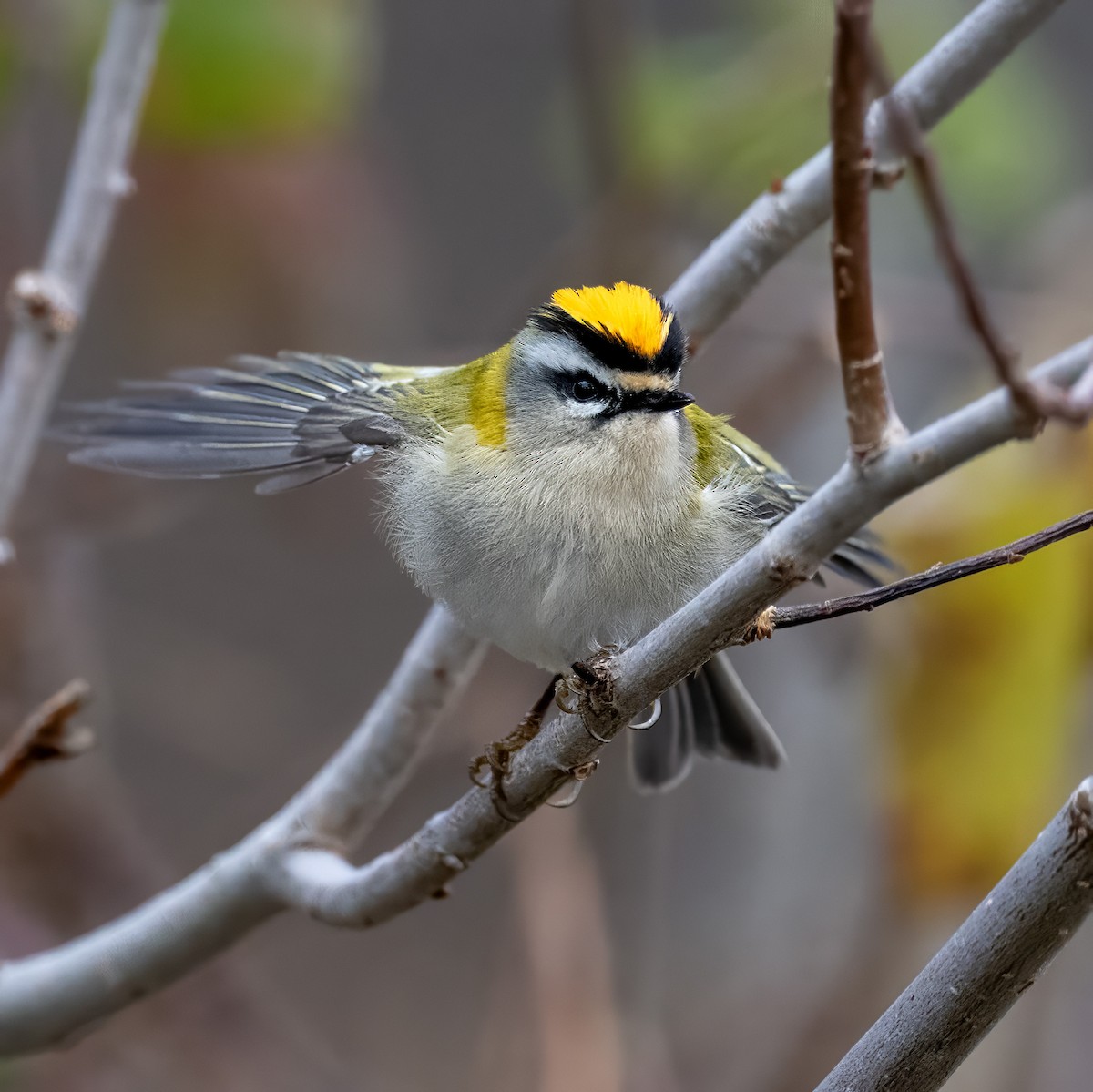 Common Firecrest - ML646979863