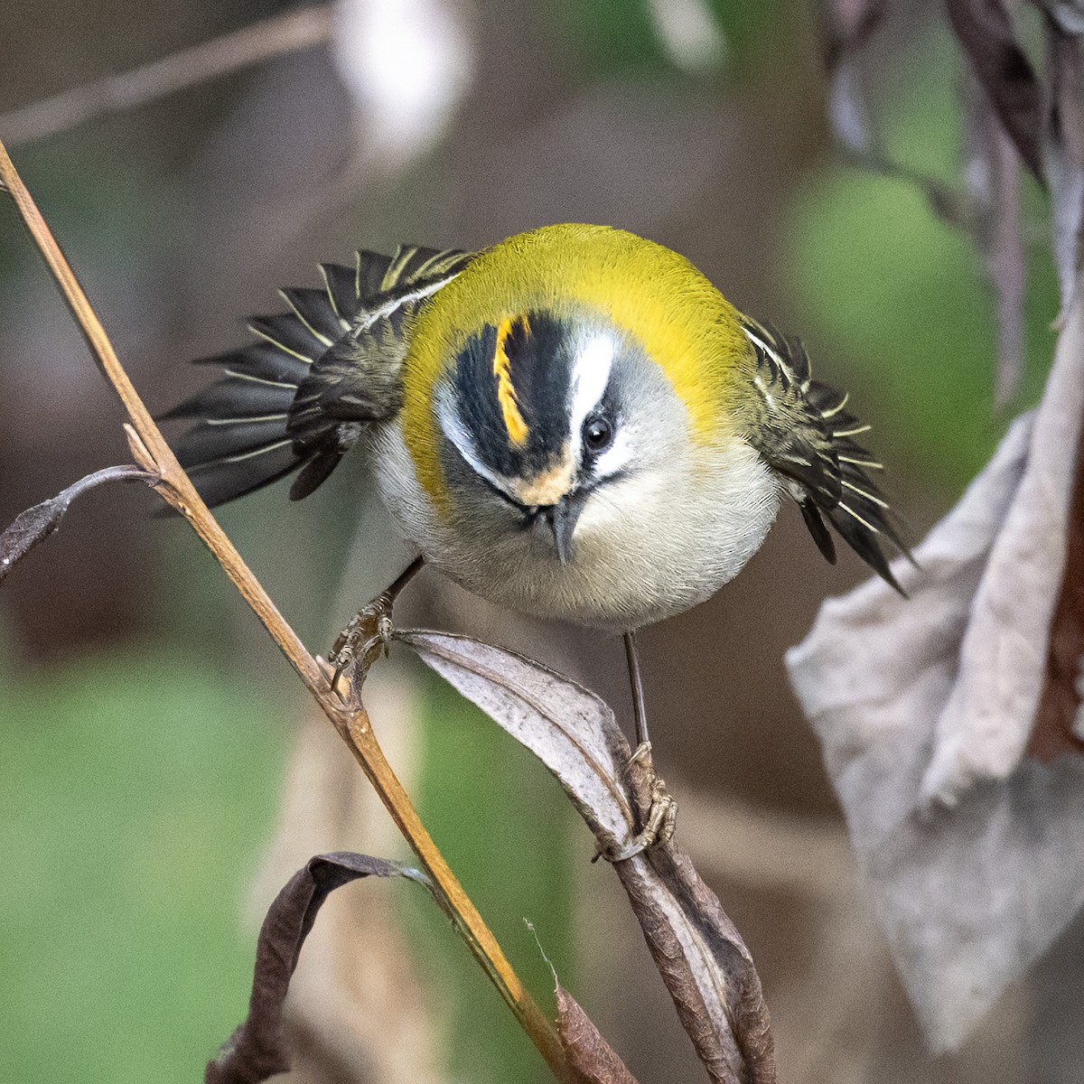 Common Firecrest - ML646979864