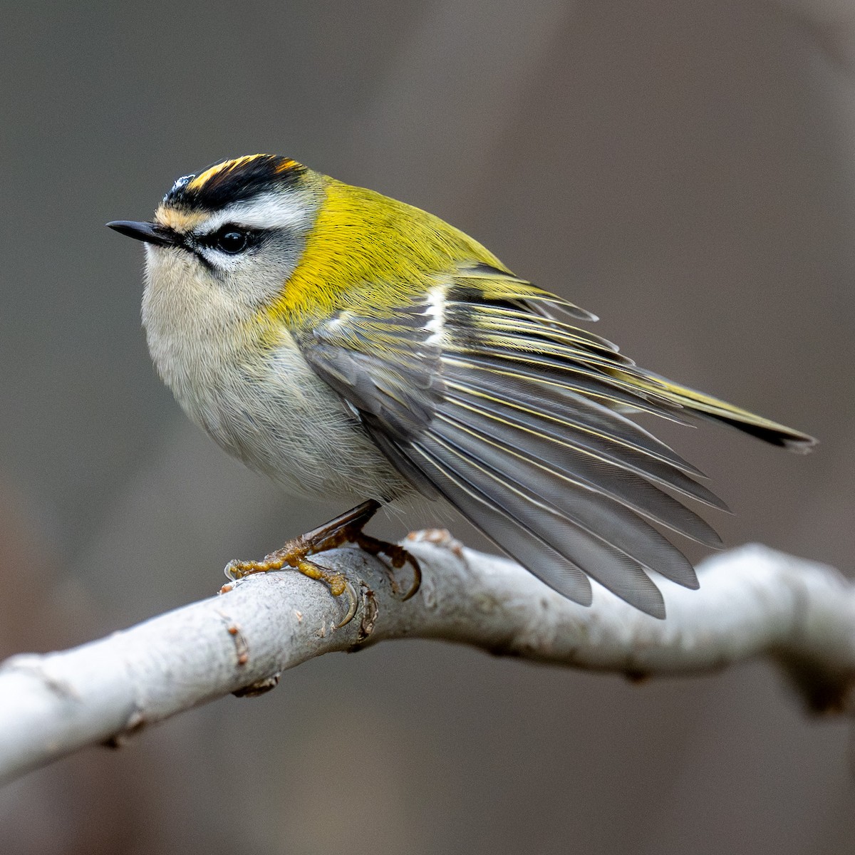 Common Firecrest - ML646979865