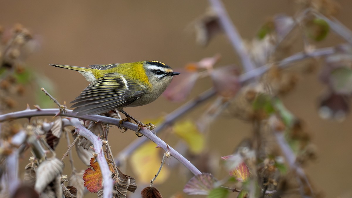Common Firecrest - ML646979866