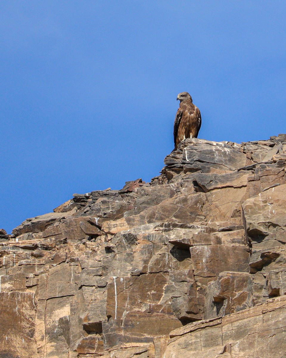 דיה שחורה - ML646979868