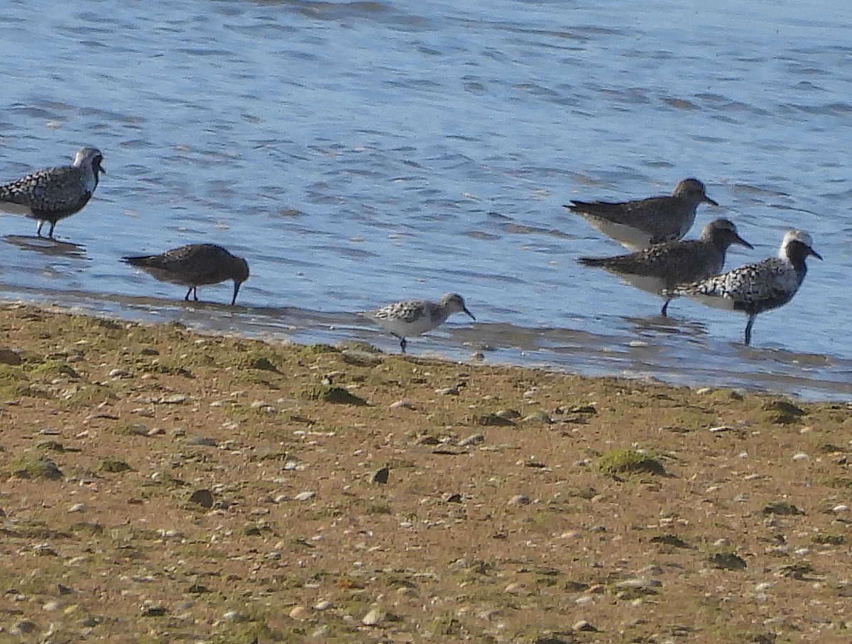 Küçük Kumkuşu - ML646979869