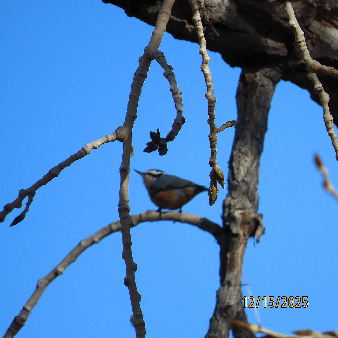 rustspettmeis - ML646979874