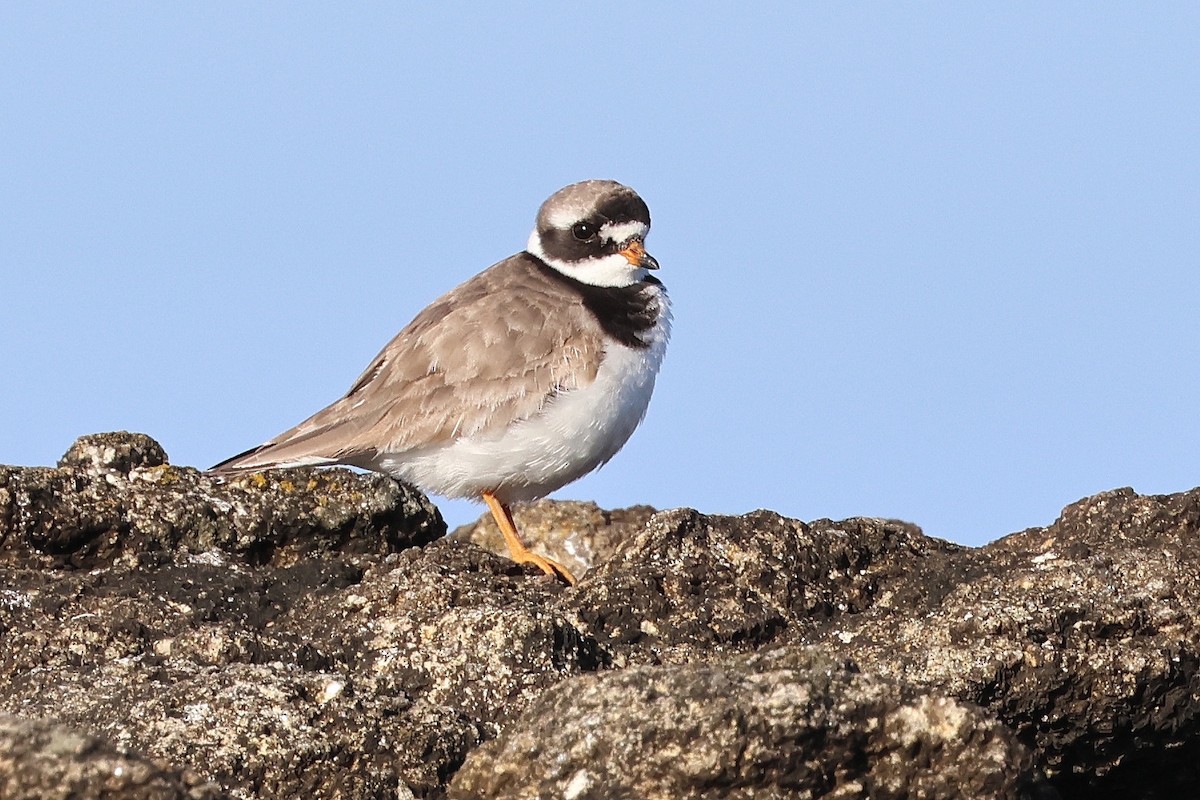 Txirritxo handia - ML646979883