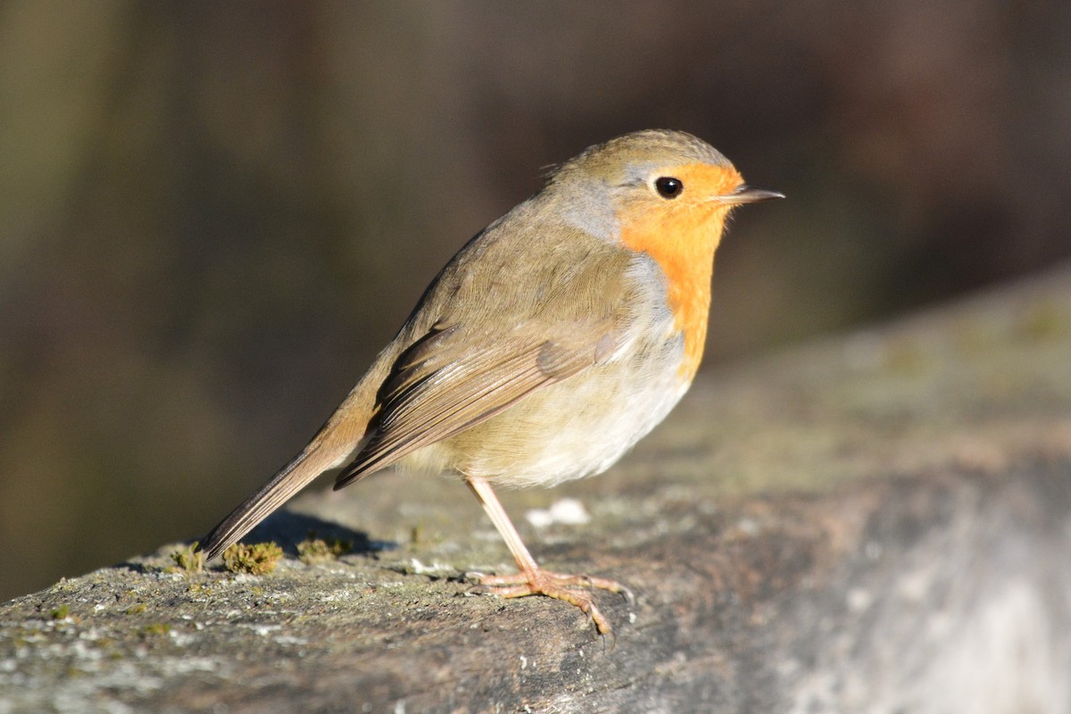 European Robin - ML646979889