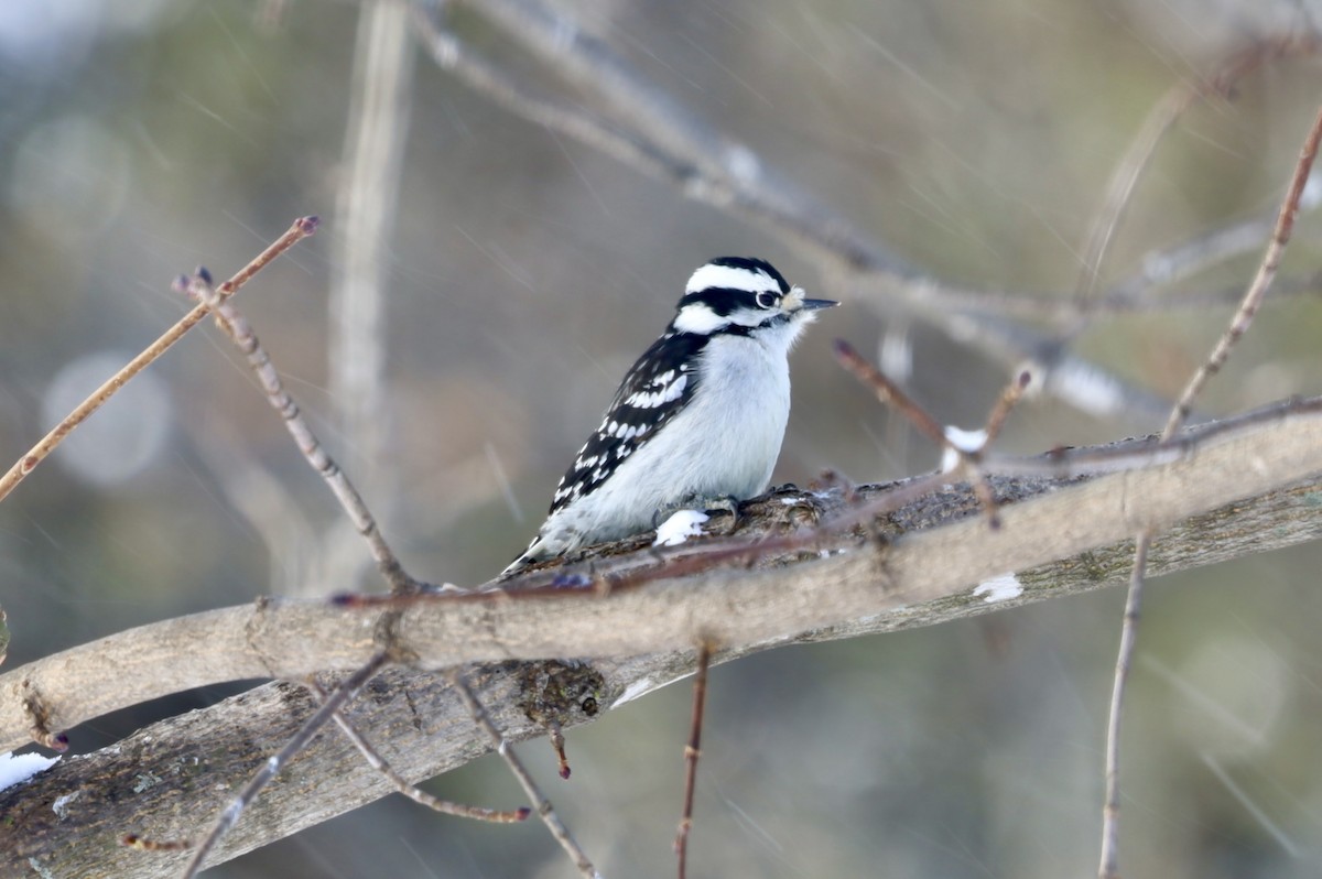 Downy Woodpecker - ML646979891