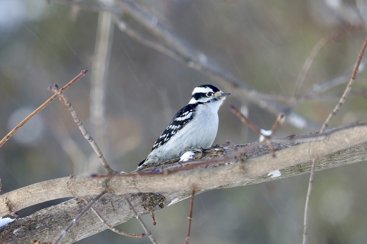Downy Woodpecker - ML646979892