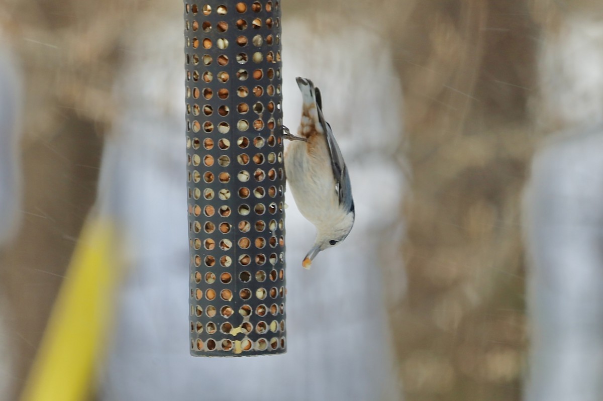 Sittelle à poitrine blanche - ML646979897