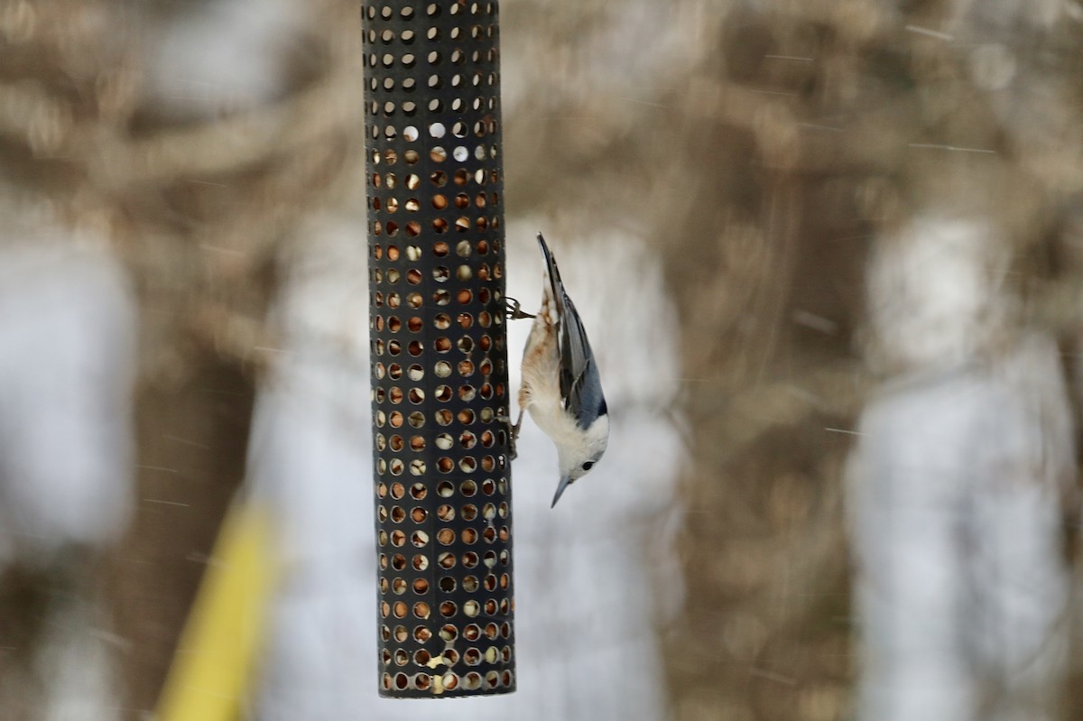 Sittelle à poitrine blanche - ML646979898