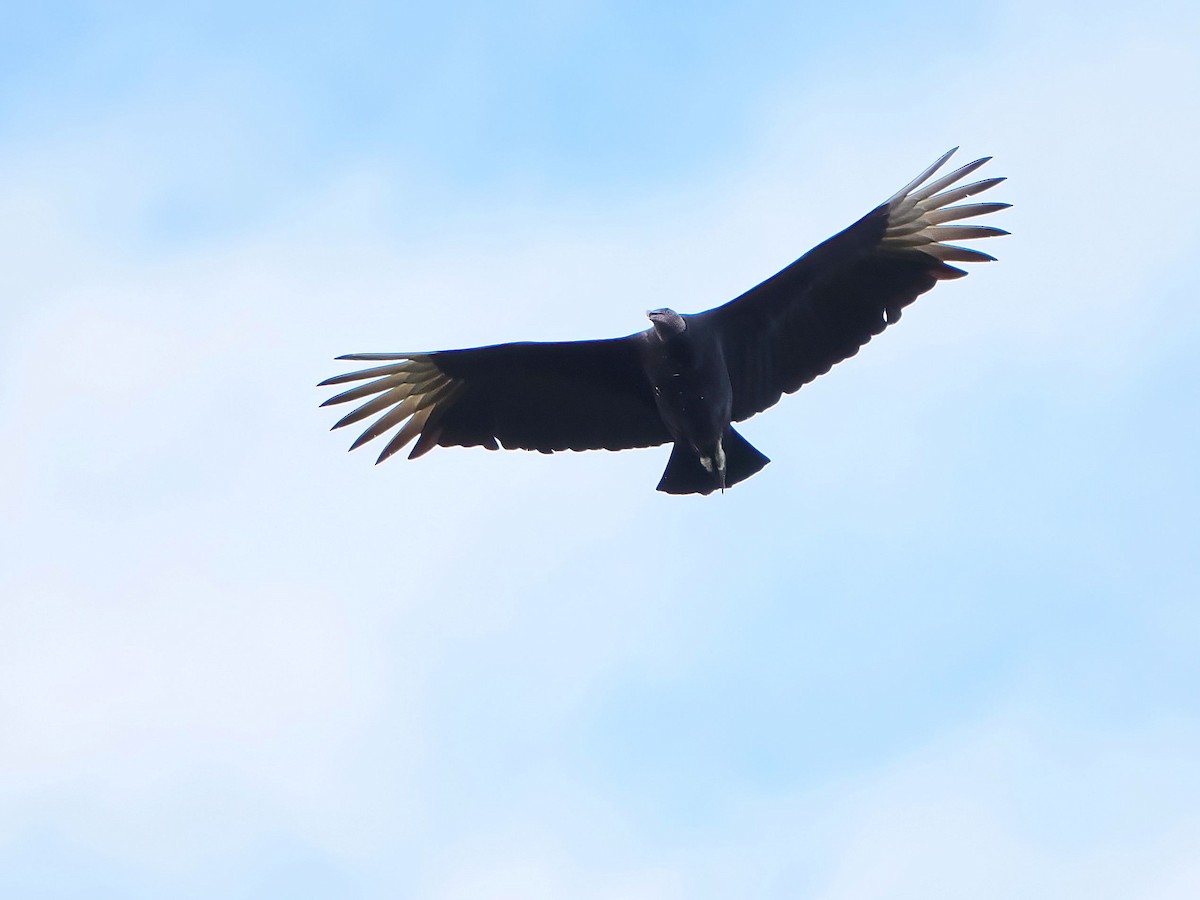 svartkondor - ML646979899