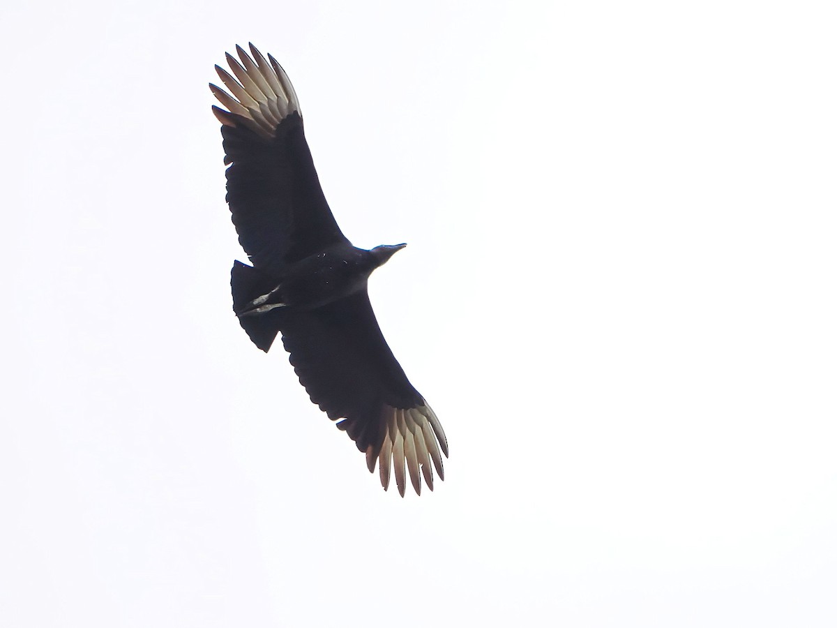 svartkondor - ML646979900