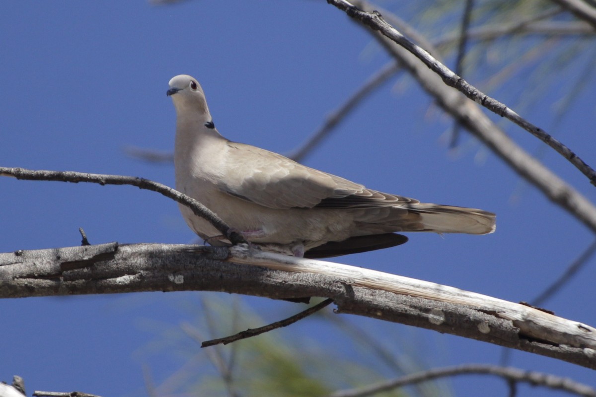 Tourterelle turque - ML646979905