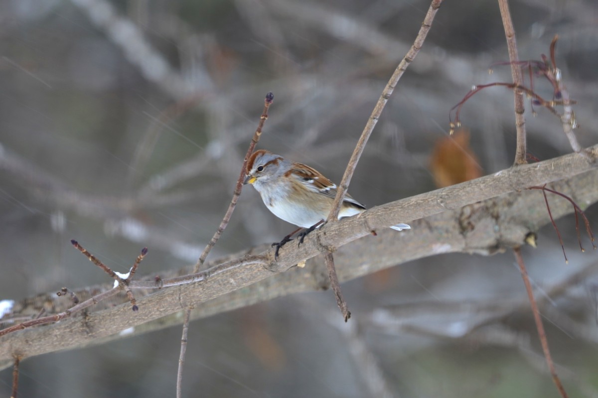 American Tree Sparrow - ML646979909