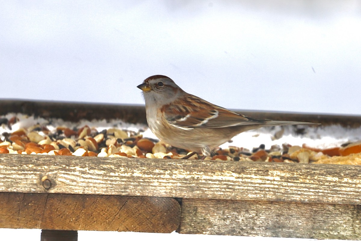 American Tree Sparrow - ML646979910