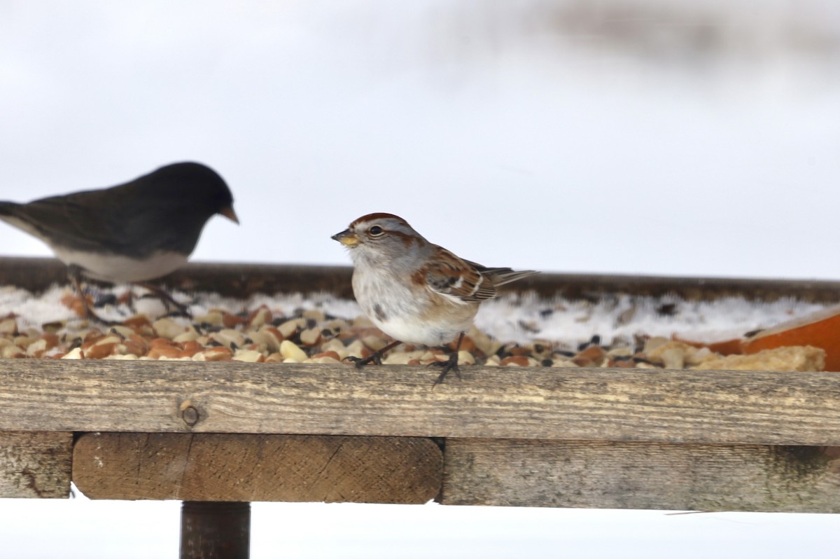 American Tree Sparrow - ML646979911