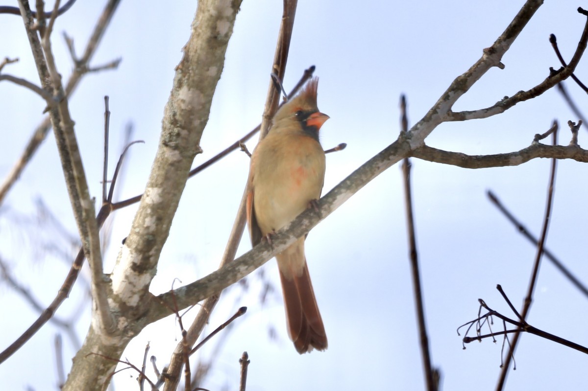 Northern Cardinal - ML646979917