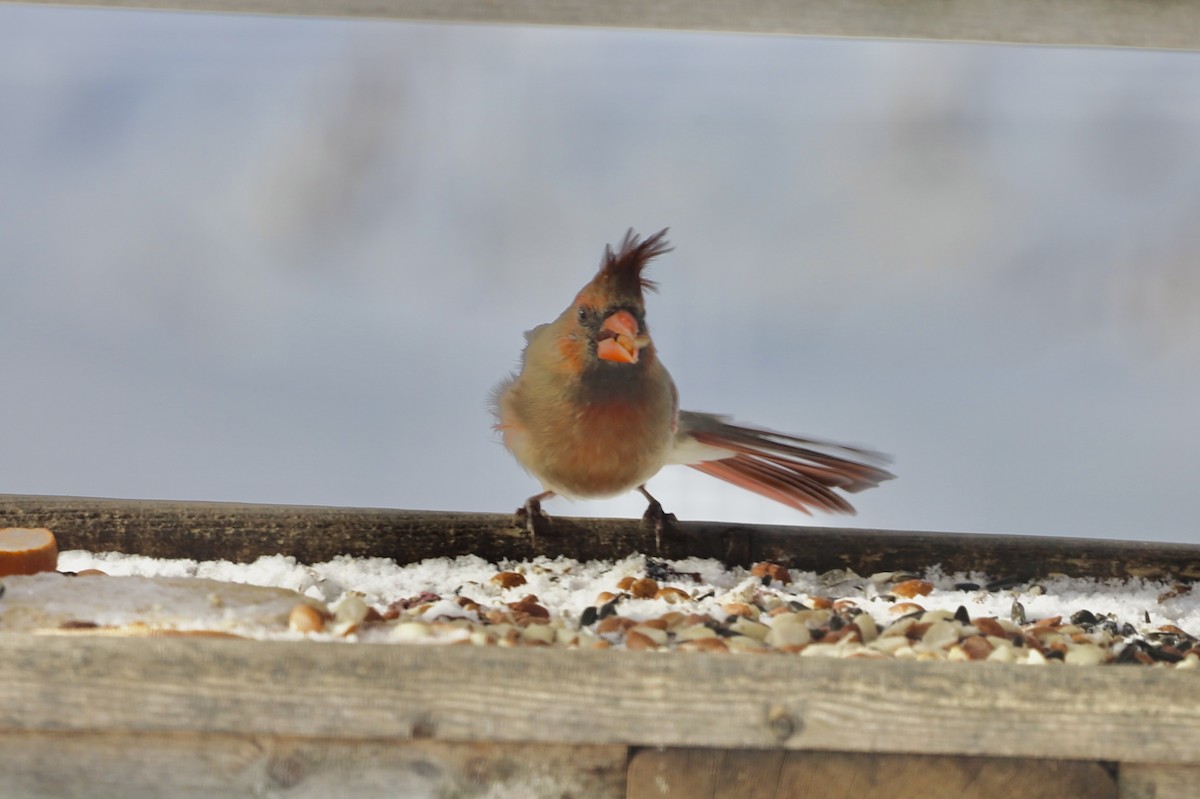 Northern Cardinal - ML646979918