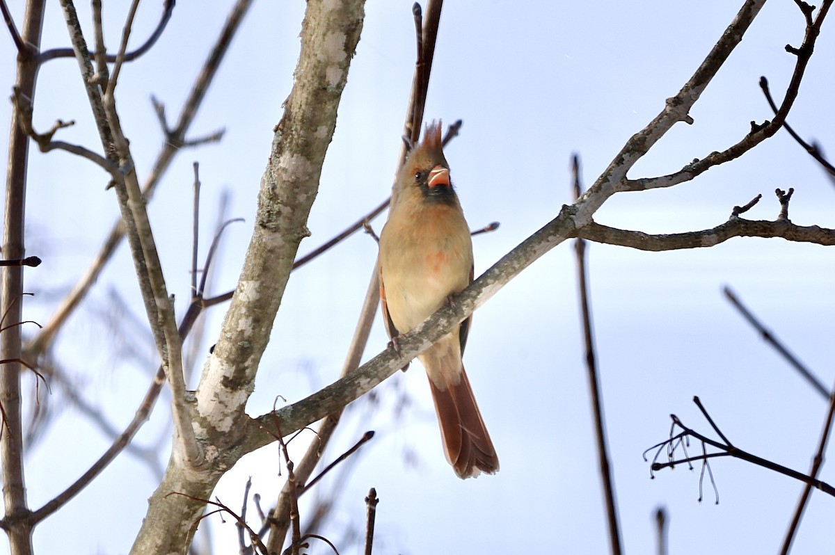 Northern Cardinal - ML646979919