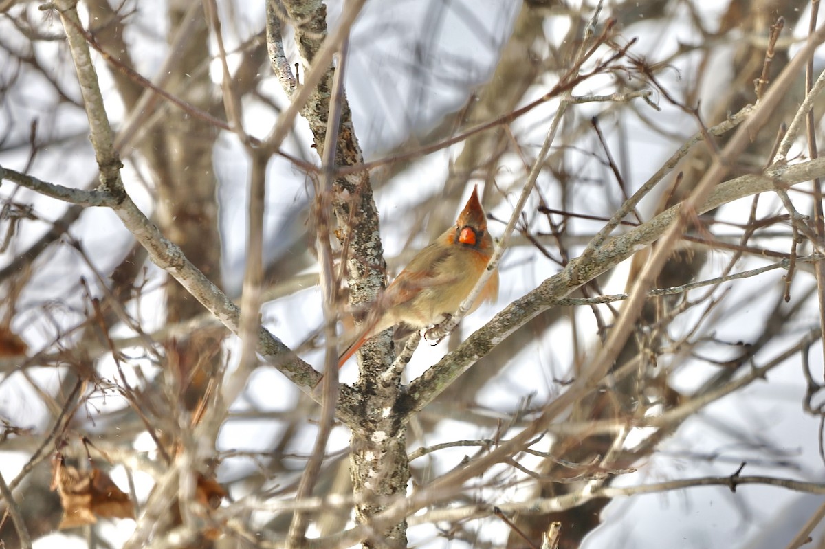 Northern Cardinal - ML646979920