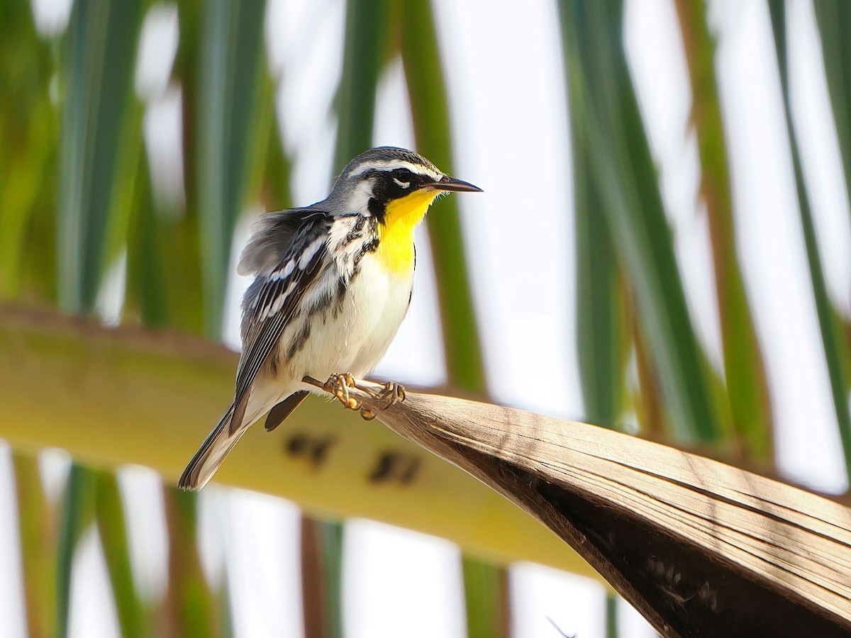 Yellow-throated Warbler - ML646979924