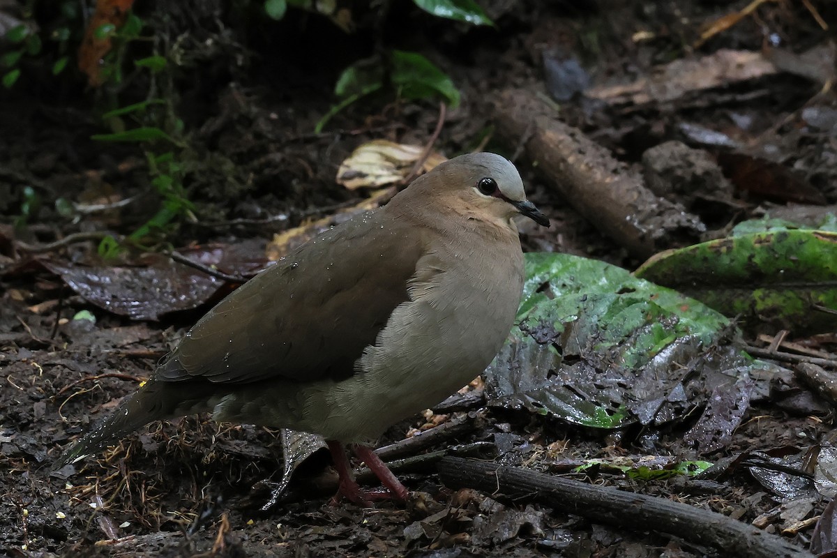 Горличка сіроголова - ML646979925