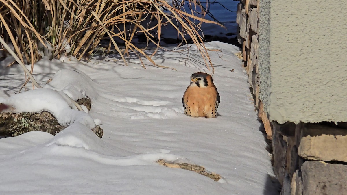 American Kestrel - ML646979926