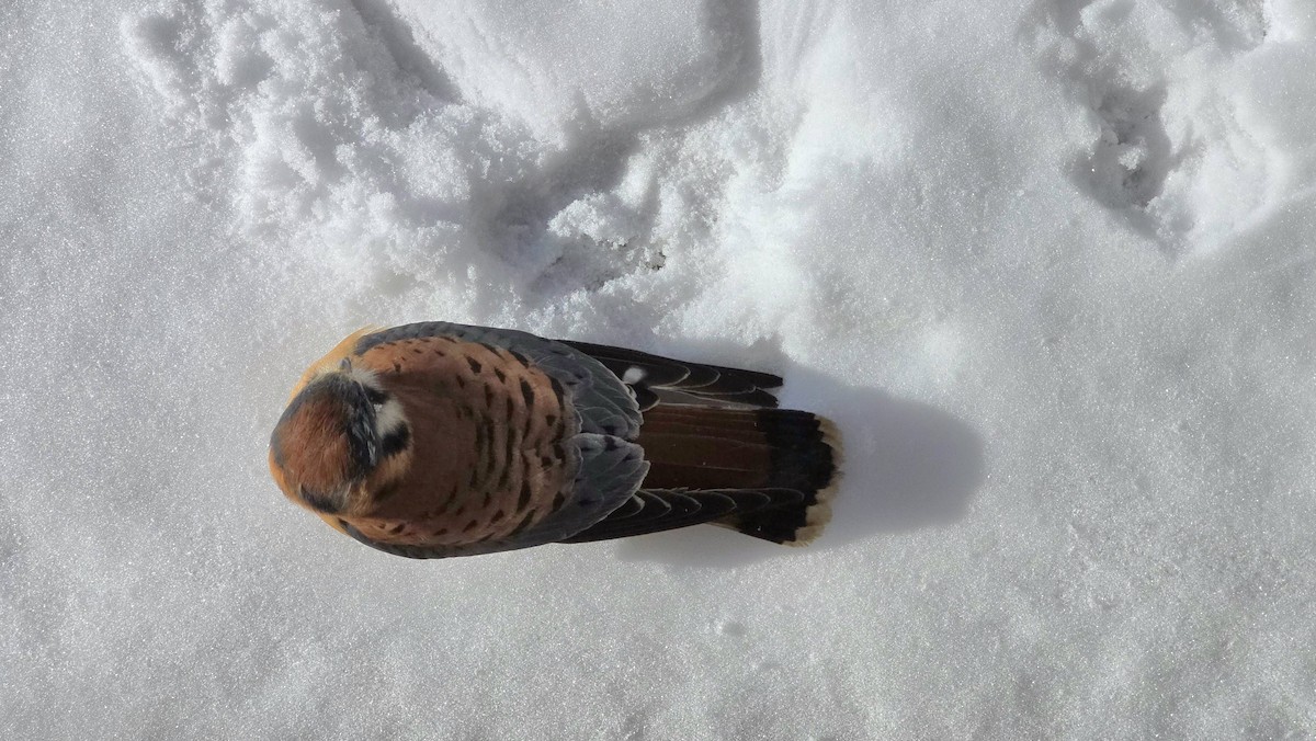 American Kestrel - ML646979927