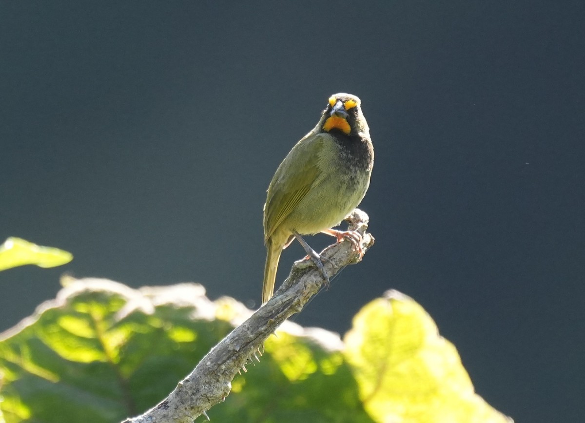 Yellow-faced Grassquit - ML646979928