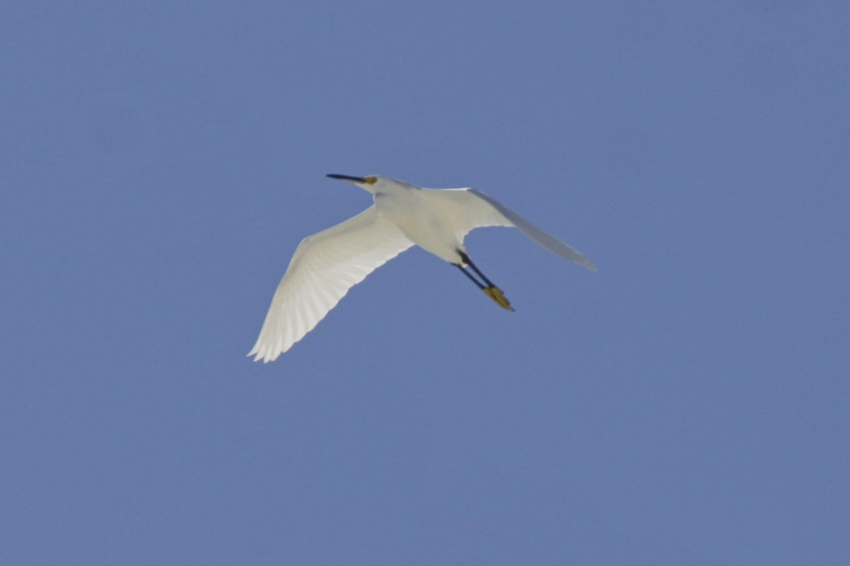 Snowy Egret - ML646979929