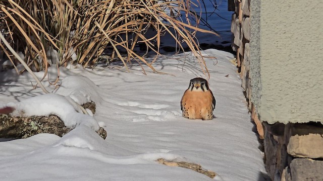 American Kestrel - ML646979930