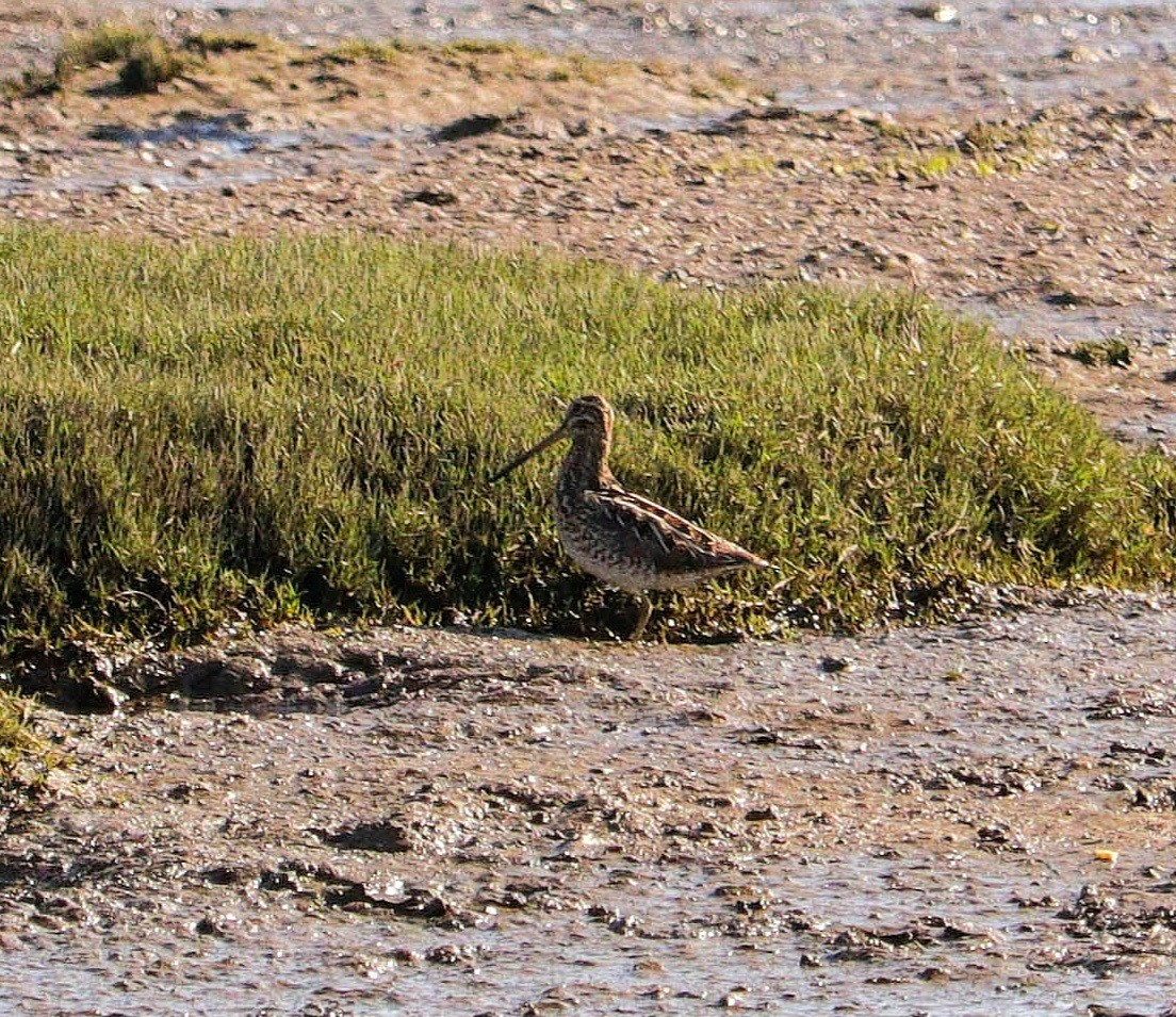 חרטומית ביצות - ML646979937