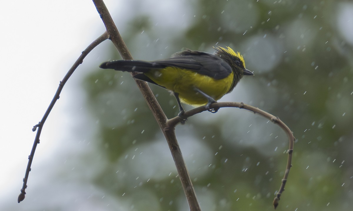 Sultansmeise [sultanea-Gruppe] - ML646979939