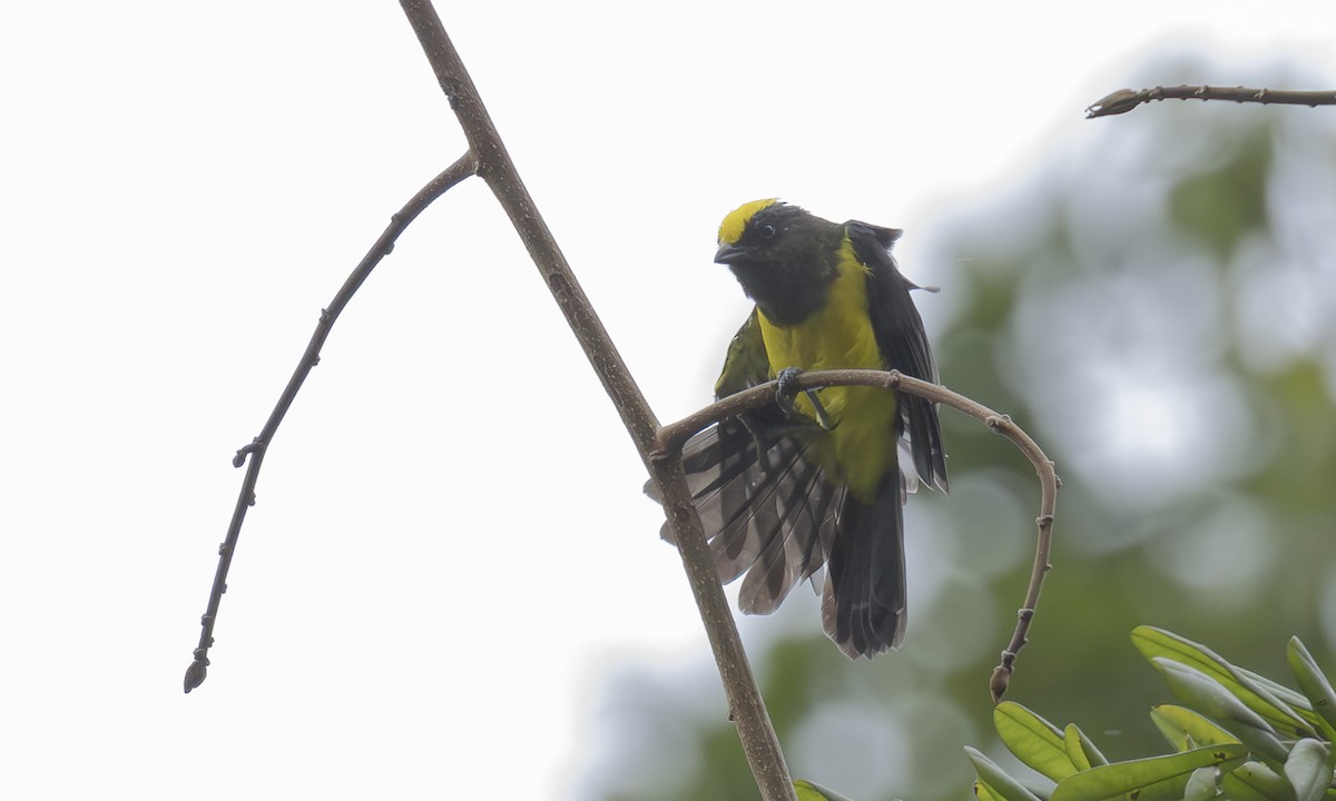 Sultansmeise [sultanea-Gruppe] - ML646979940