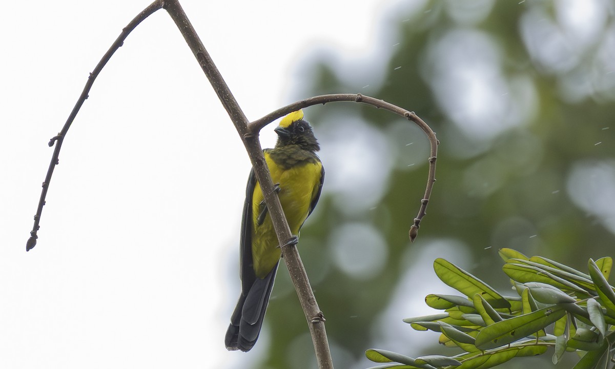 Sultansmeise [sultanea-Gruppe] - ML646979941