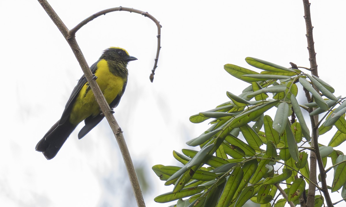 Sultansmeise [sultanea-Gruppe] - ML646979942