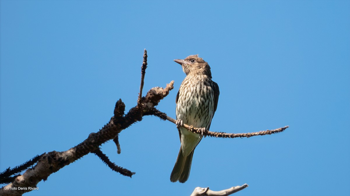 Australasian Figbird - ML646979953