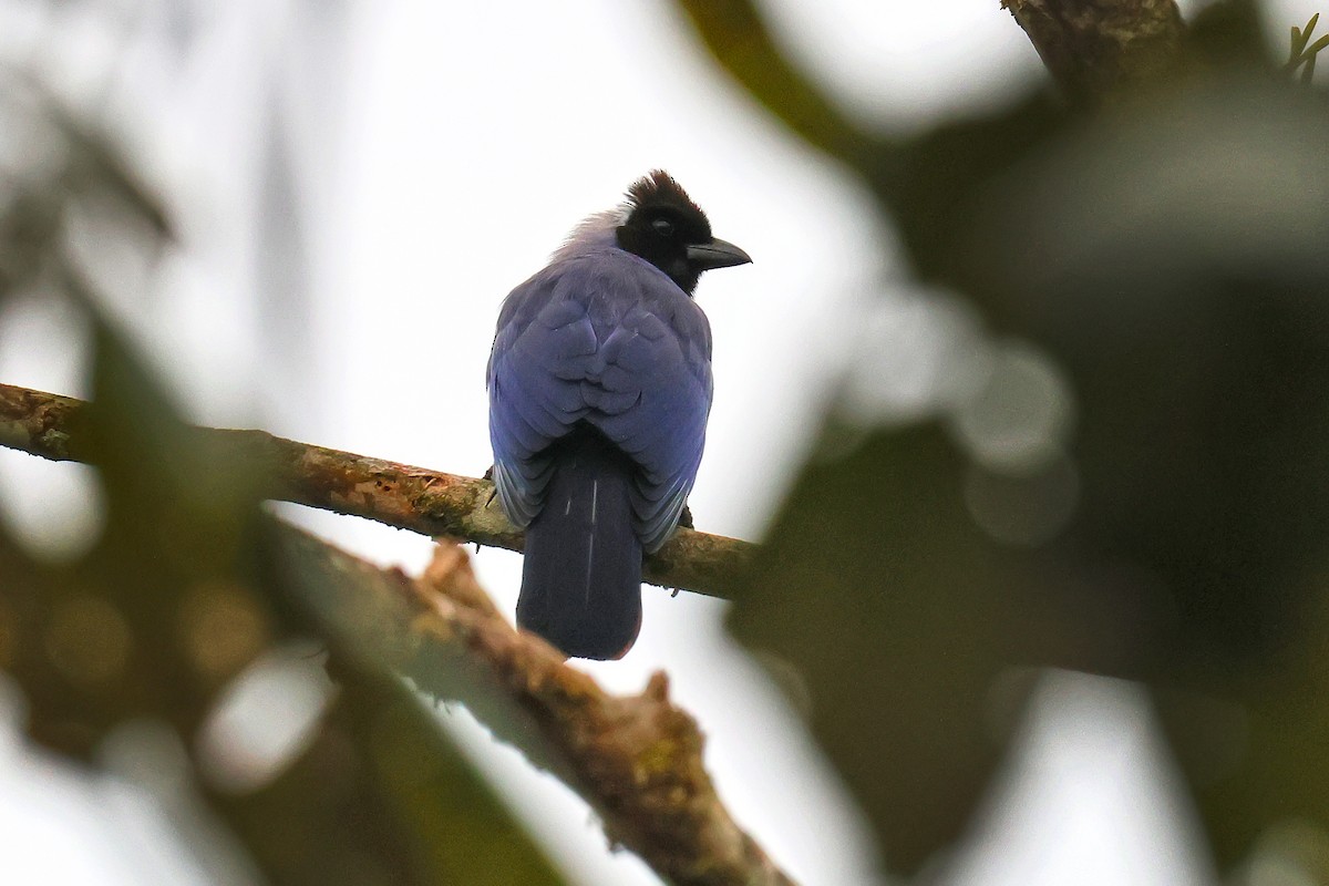 Пая гіацинтова - ML646979954