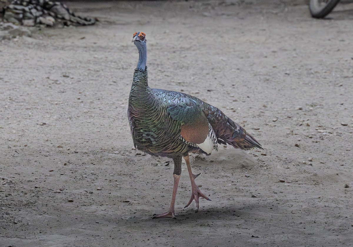 Ocellated Turkey - ML646979955