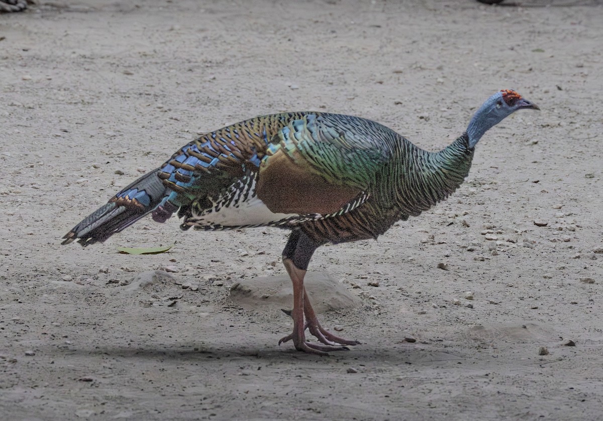 Ocellated Turkey - ML646979956