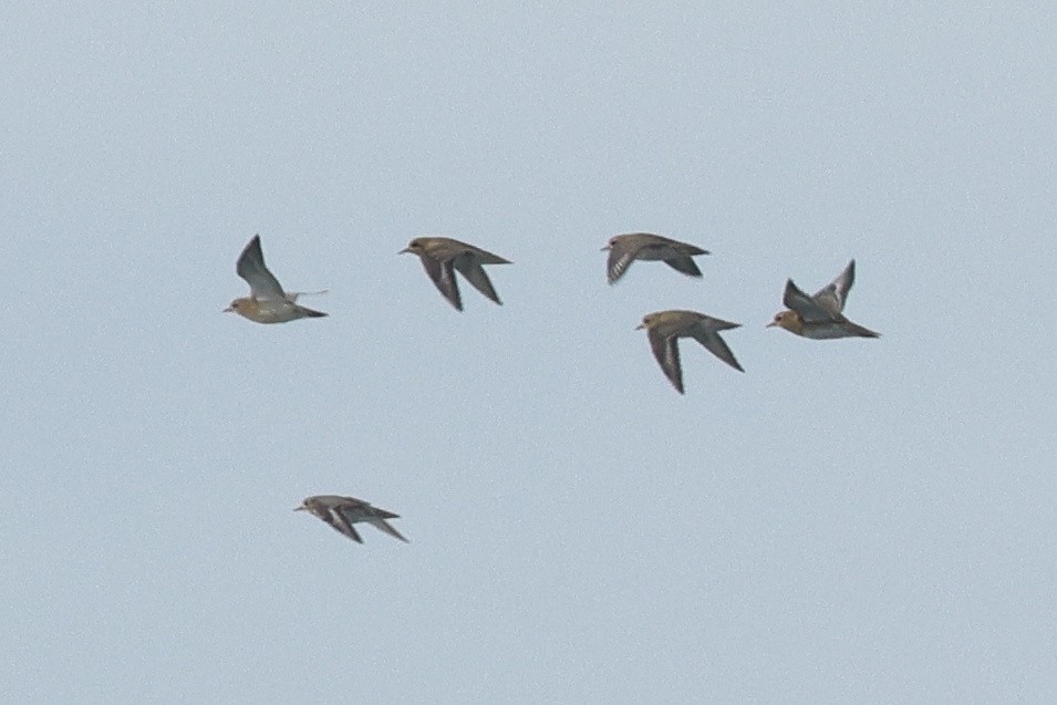 Urre-txirri europarra - ML646979959