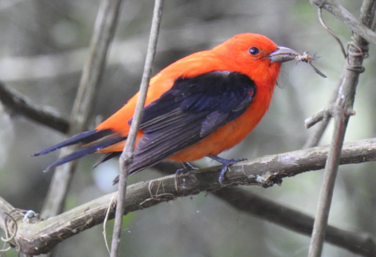 Scarlet Tanager - ML646979964