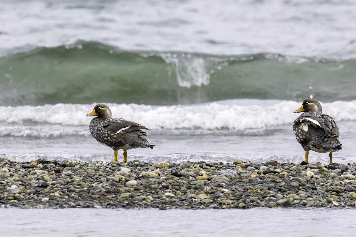 Lurrun-ahate hegalaria - ML646979994