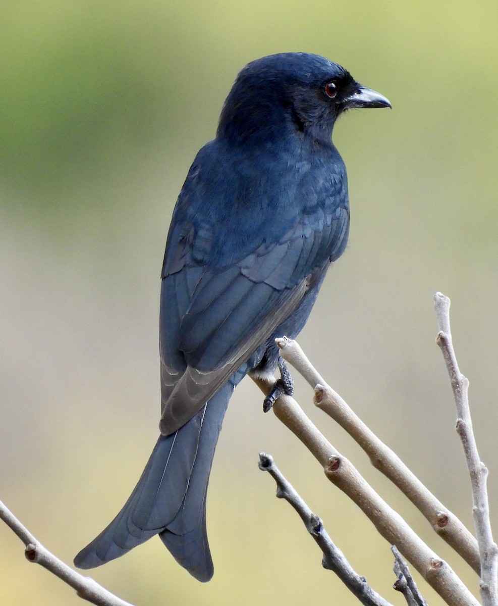 Fork-tailed Drongo - ML646979995