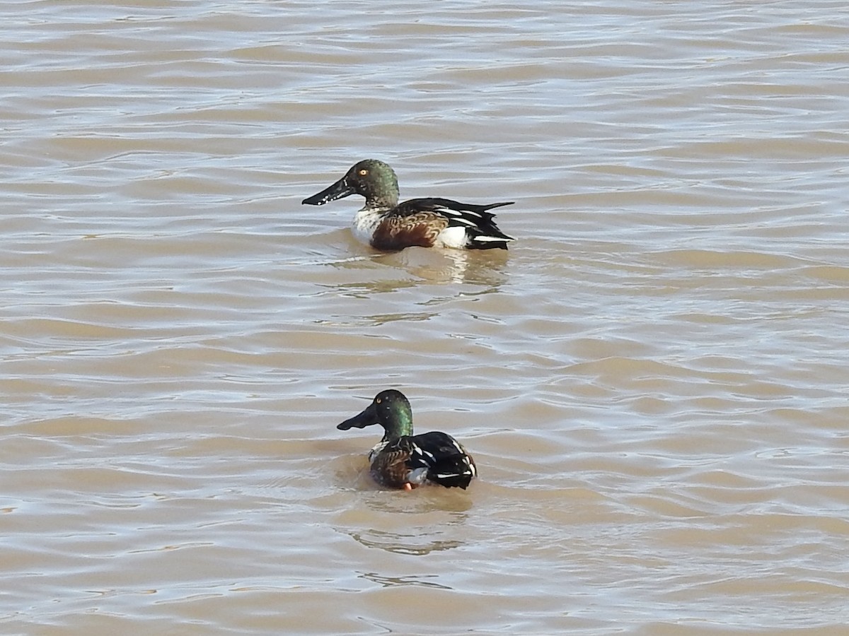 琵嘴鴨 - ML646979996