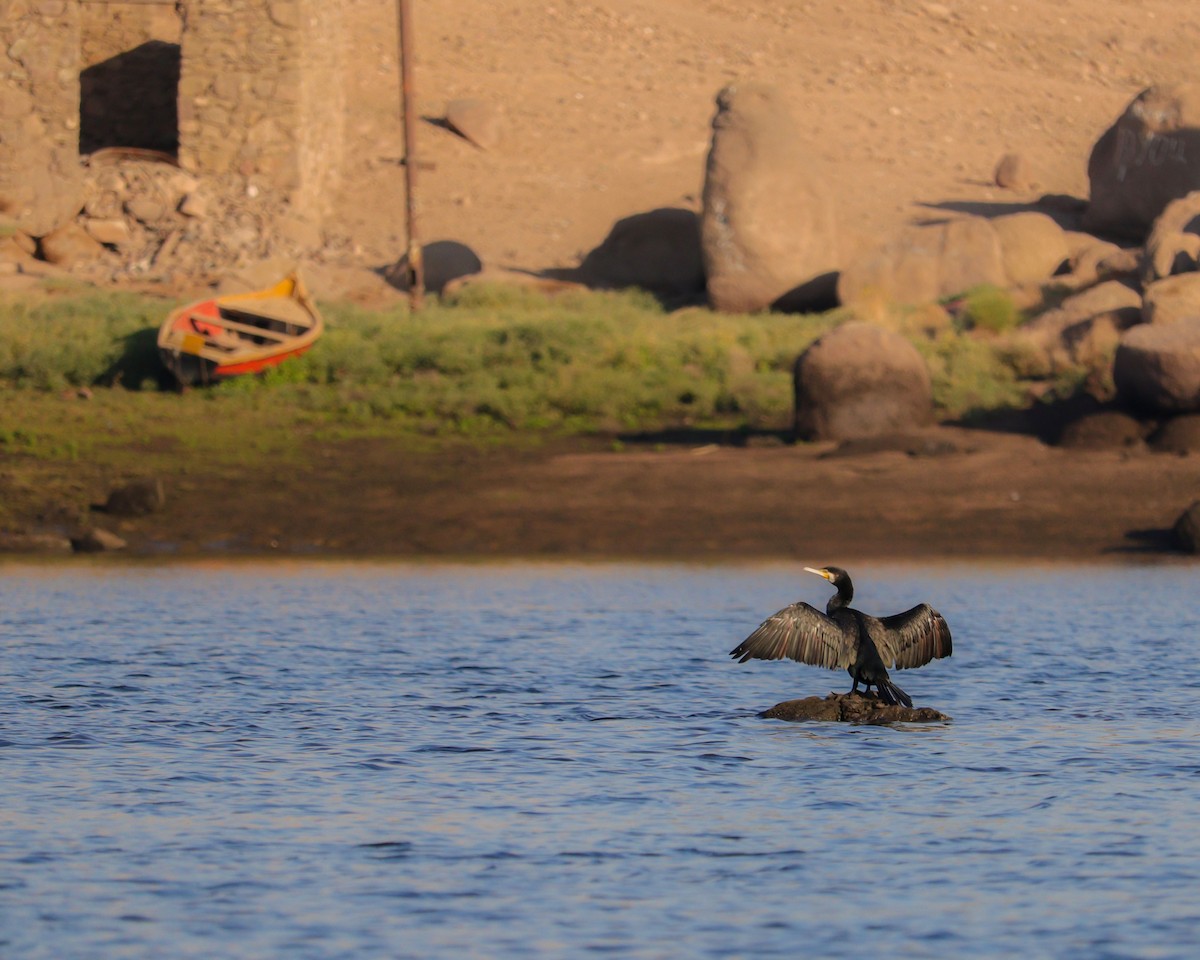 storskarv - ML646979997